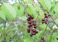 Graines de Prunus virginiana, Cerisier de Virginie