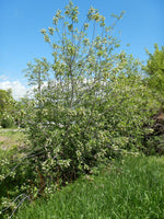 Graines de Prunus virginiana, Cerisier de Virginie