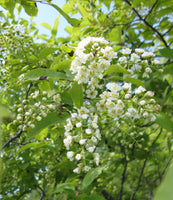 Graines de Prunus virginiana, Cerisier de Virginie