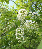 Graines de Prunus virginiana, Cerisier de Virginie