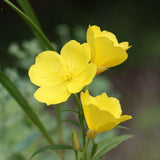 10 Graines Oenothera Missouriensis, Onagre du Missouri, Oenothera Macrocarpa, Œnothère à grandes fleurs