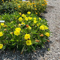 10 Graines Oenothera Missouriensis, Onagre du Missouri, Oenothera Macrocarpa, Œnothère à grandes fleurs