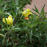 10 Graines Oenothera Missouriensis, Onagre du Missouri, Oenothera Macrocarpa, Œnothère à grandes fleurs