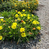 3 Graines Oenothera Missouriensis, Onagre du Missouri, Oenothera Macrocarpa, Œnothère à grandes fleurs