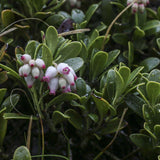 5 Graines de Raisins d'Ours Arctostaphylos uva-ursi Busserole