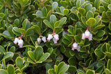 5 Graines de Raisins d'Ours Arctostaphylos uva-ursi Busserole