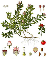 7 Graines de Raisins d'Ours Arctostaphylos uva-ursi Busserole