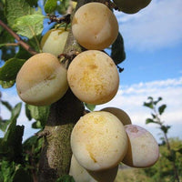 Graines de Prunier Reine Claude, Prunus Domestica "Reine Claude"