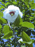 Graines Magnolia de Siebold, Magnolia sieboldii