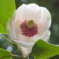 Graines Magnolia de Siebold, Magnolia sieboldii