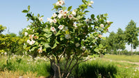 Graines Magnolia de Siebold, Magnolia sieboldii