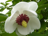 Graines Magnolia de Siebold, Magnolia sieboldii