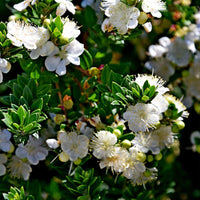 Graines de Myrte de Tarente, Myrtus Tarentina