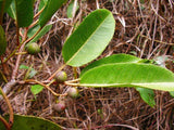 Graines de Prunus africana, Prunier d'Afrique