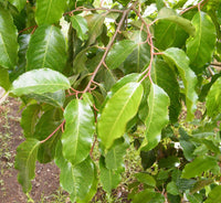 Graines de Prunus africana, Prunier d'Afrique