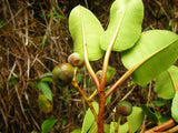 Graines de Prunus africana, Prunier d'Afrique