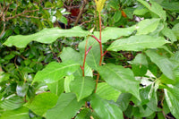 Graines de Prunus africana, Prunier d'Afrique