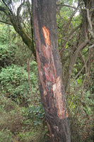 Graines de Prunus africana, Prunier d'Afrique