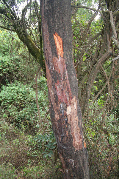 Graines de Prunus africana, Prunier d'Afrique