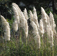 10 Graines Cortaderia Selloana White, Herbe de la pampa, Herbe des pampas, Roseau à plumes