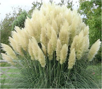 10 Graines Cortaderia Selloana White, Herbe de la pampa, Herbe des pampas, Roseau à plumes