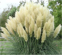 20 Graines Cortaderia Selloana White, Herbe de la pampa, Herbe des pampas, Roseau à plumes