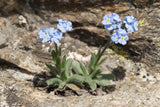 50 Graines de Myosotis des Alpes, Fleurs Bleues, Myosotis, grémillet, herbe d'amour, scorpione, désespoir du peintre