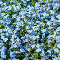 50 Graines de Myosotis des Alpes, Fleurs Bleues, Myosotis, grémillet, herbe d'amour, scorpione, désespoir du peintre