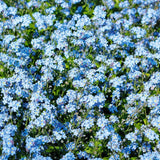 50 Graines de Myosotis des Alpes, Fleurs Bleues, Myosotis, grémillet, herbe d'amour, scorpione, désespoir du peintre