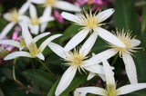 3 Graines de Clematis aristata, Clématite d'Australie