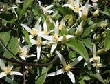 10 Graines de Clematis aristata, Clématite d'Australie