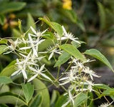 10 Graines de Clematis aristata, Clématite d'Australie