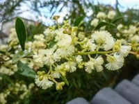 Graines Acacia myrtifolia, Mimosa à feuilles de Myrte