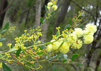 Graines Acacia myrtifolia, Mimosa à feuilles de Myrte