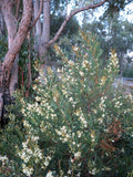 Graines Acacia myrtifolia, Mimosa à feuilles de Myrte