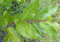 Graines de Psidium guineense, Goyavier du Brésil, Goyavier de Guinée