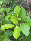 Graines de Psidium guineense, Goyavier du Brésil, Goyavier de Guinée