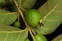 Graines de Psidium guineense, Goyavier du Brésil, Goyavier de Guinée