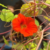 Graines de Tropaeolum majus Mix, Capucines