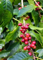 Graines Coffea arabica "Villa Sarchi", Caféier Arabica