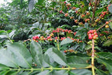 Graines Coffea arabica "Villa Sarchi", Caféier Arabica