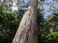 10 Graines Eucalyptus grandis, Gommier Rose