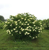 3 Graines de Sambucus canadensis, Sureau du Canada, Sureau Blanc