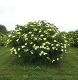 3 Graines de Sambucus canadensis, Sureau du Canada, Sureau Blanc