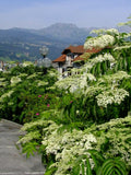 3 Graines de Sambucus canadensis, Sureau du Canada, Sureau Blanc