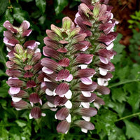 Graines Acanthe, Acanthus Mollis, Acanthacées, Acanthaceae, Akantha