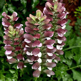 Graines Acanthe, Acanthus Mollis, Acanthacées, Acanthaceae, Akantha