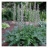 Graines Acanthe, Acanthus Mollis, Acanthacées, Acanthaceae, Akantha