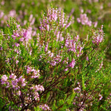 Graines Calluna vulgaris, Callune, bruyère commune