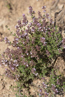 10 Graines Thymus hyemalis, Thym fin, Thym noir